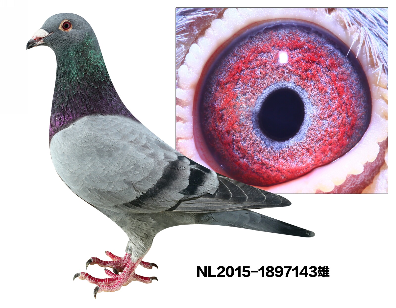 NL2015-1897143