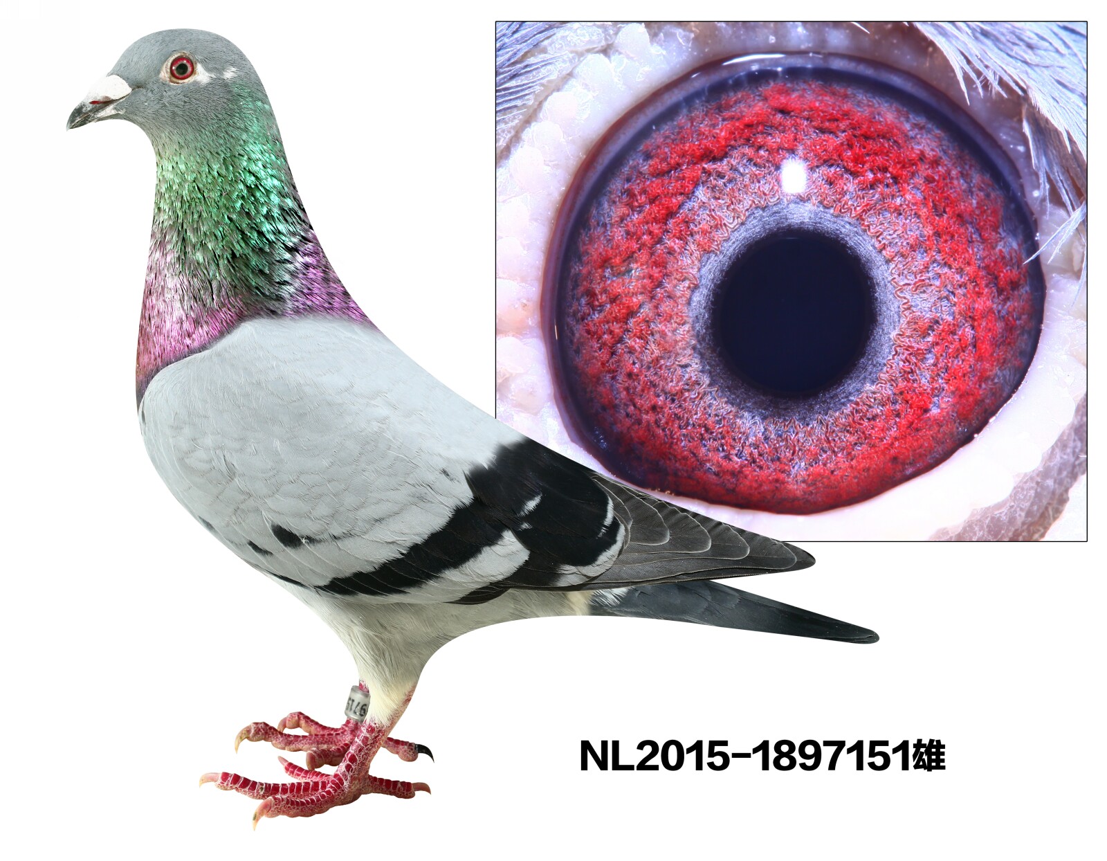 NL2015-1897151
