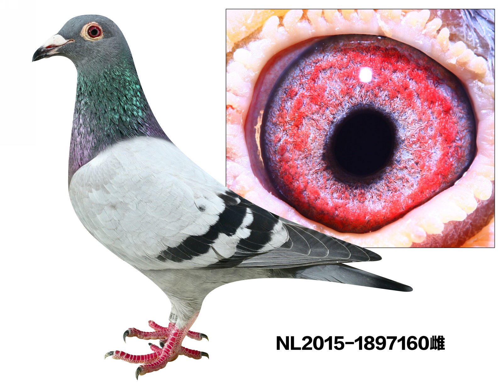 NL2015-1897160