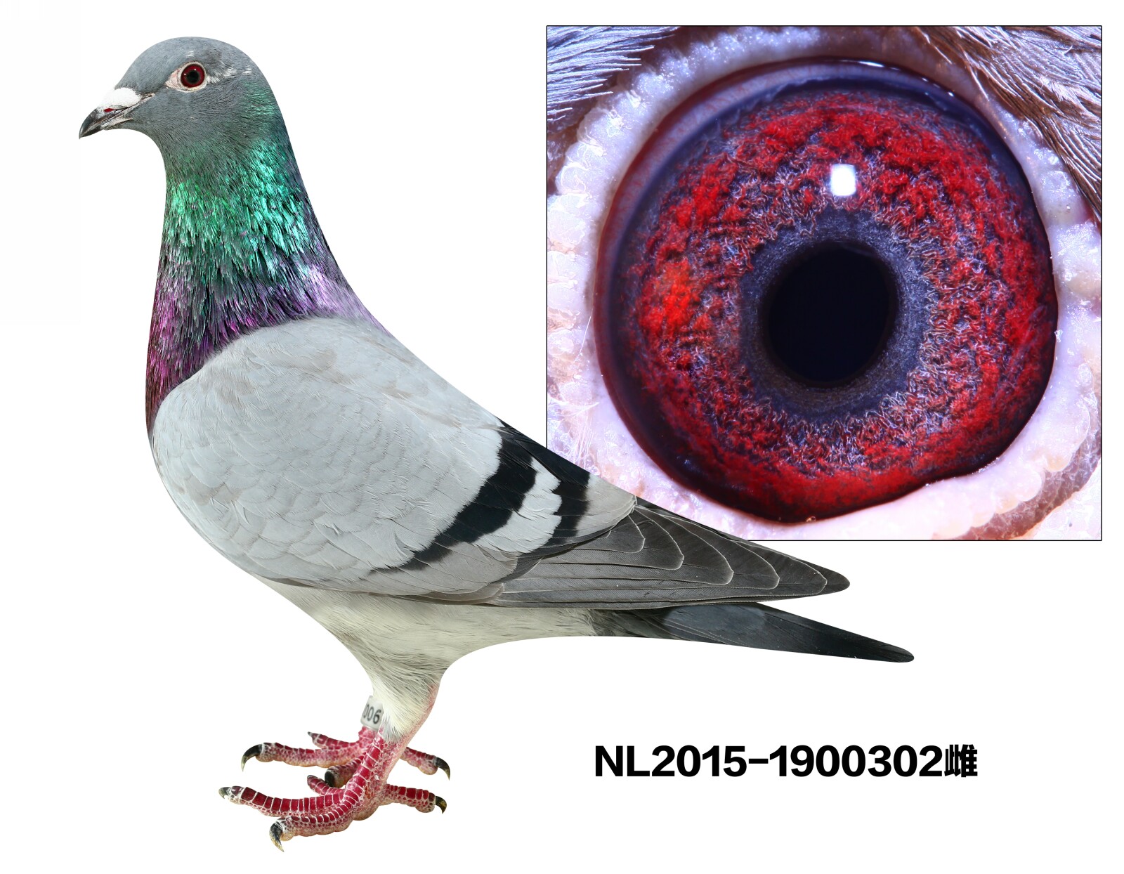 NL2015-1900302