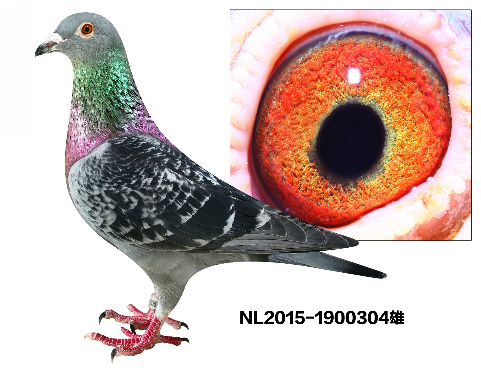 NL2015-1900304