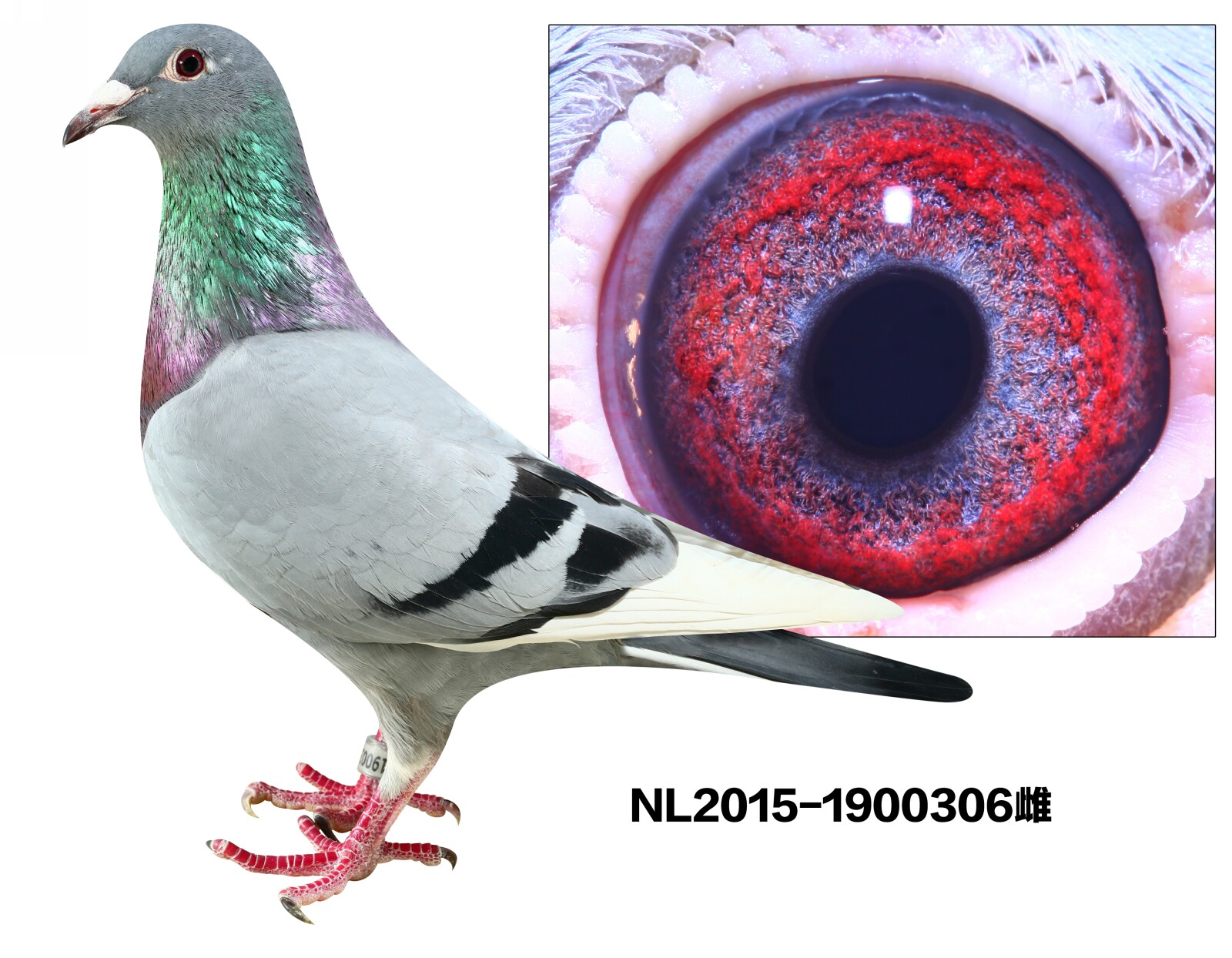 NL2015-1900306