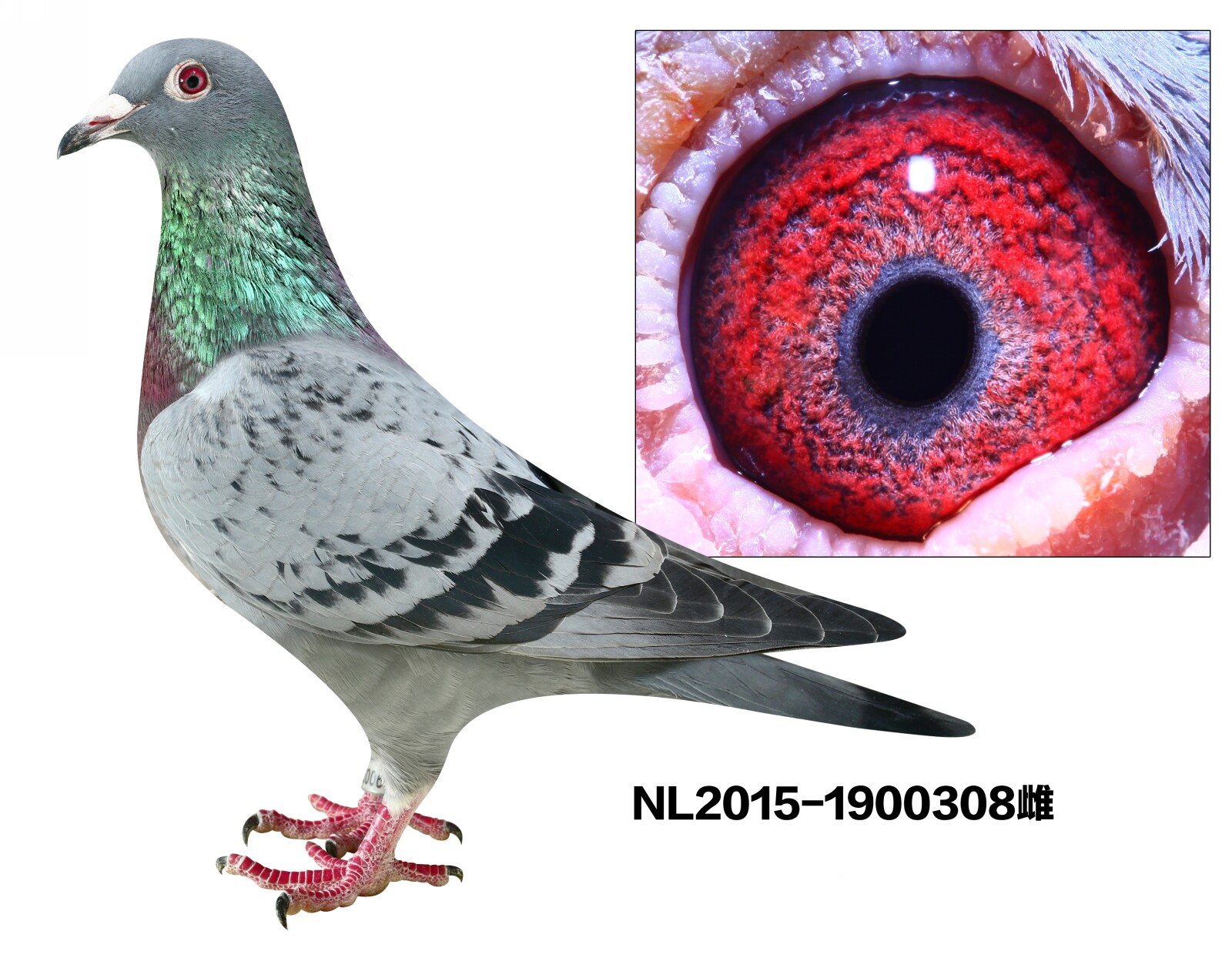 NL2015-1900308