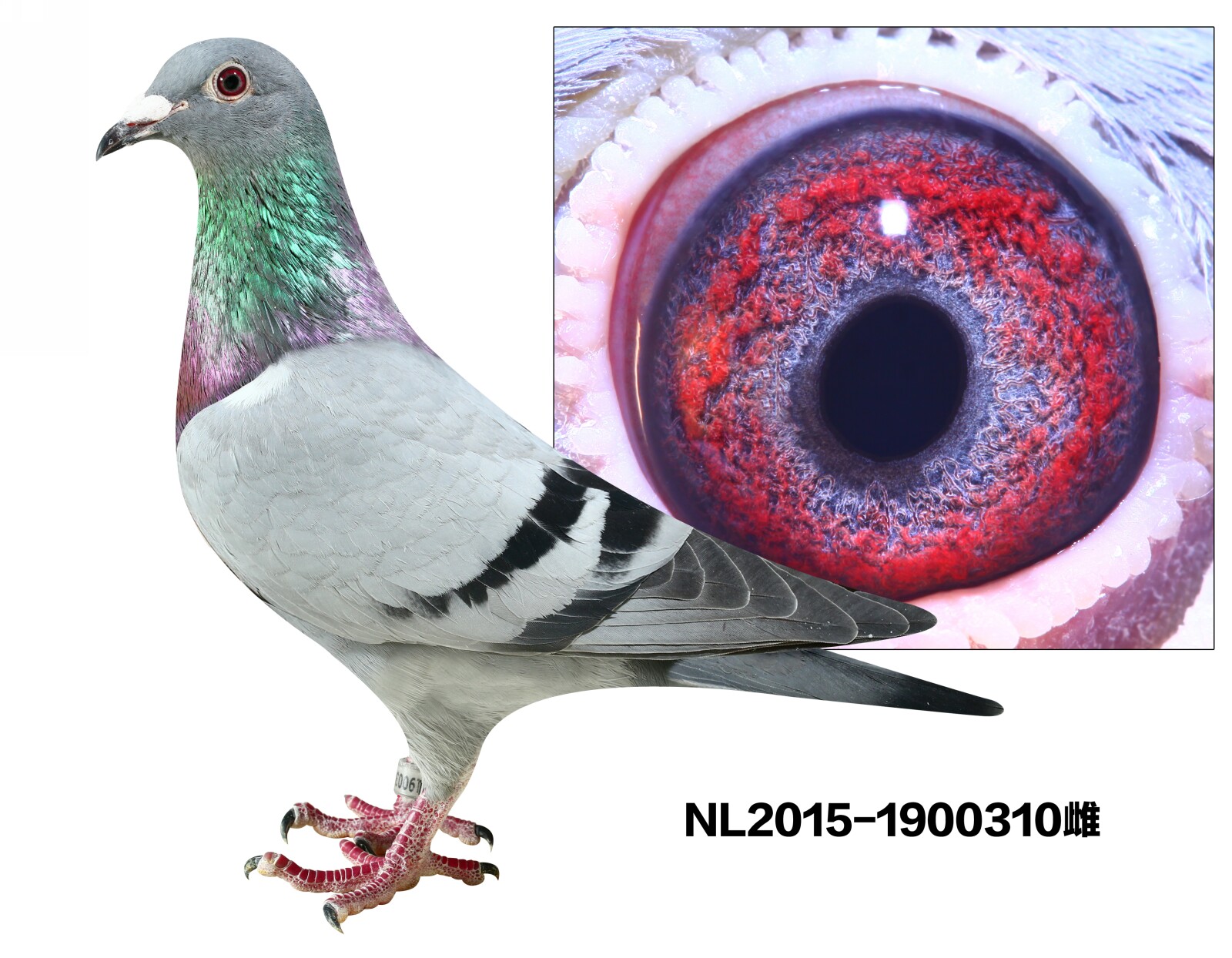 NL2015-1900310