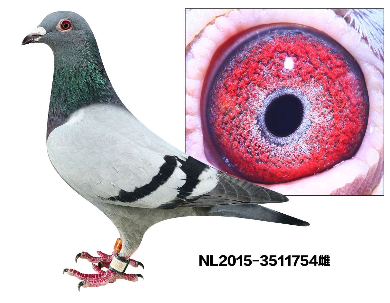 NL2015-3511754