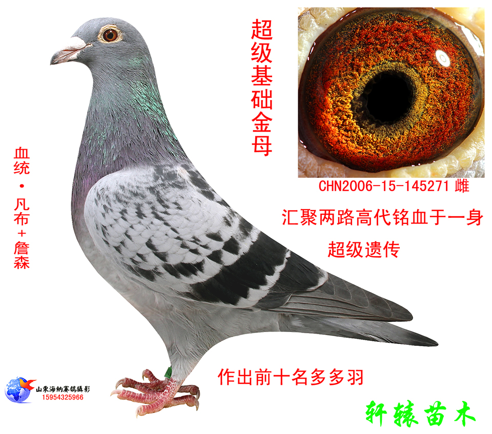 超级金母_轩辕苗木_ ag188.com爱鸽商城_中国信鸽信息