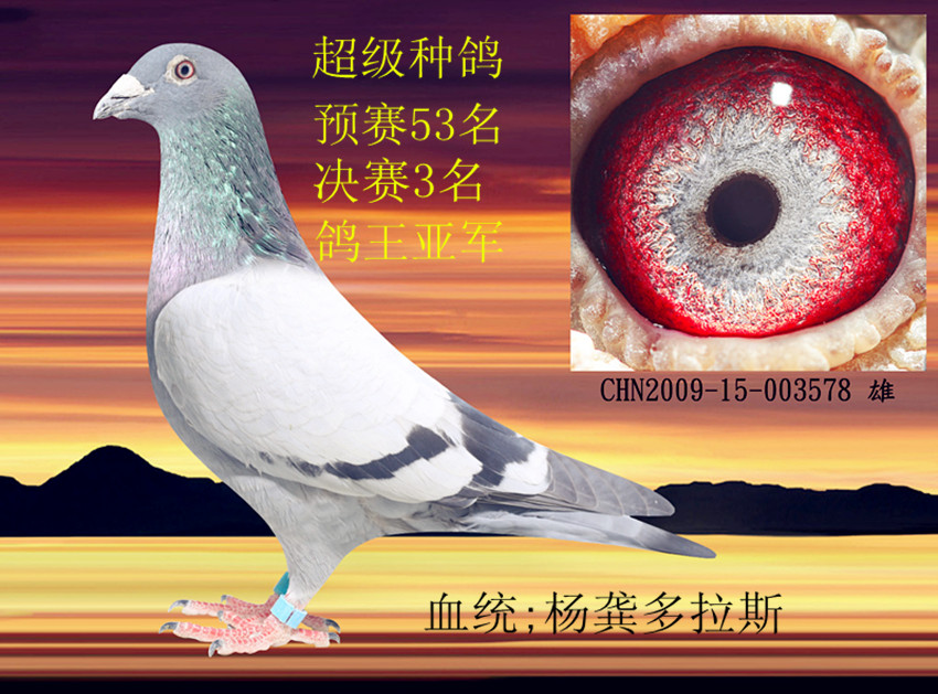 杨龚多拉斯