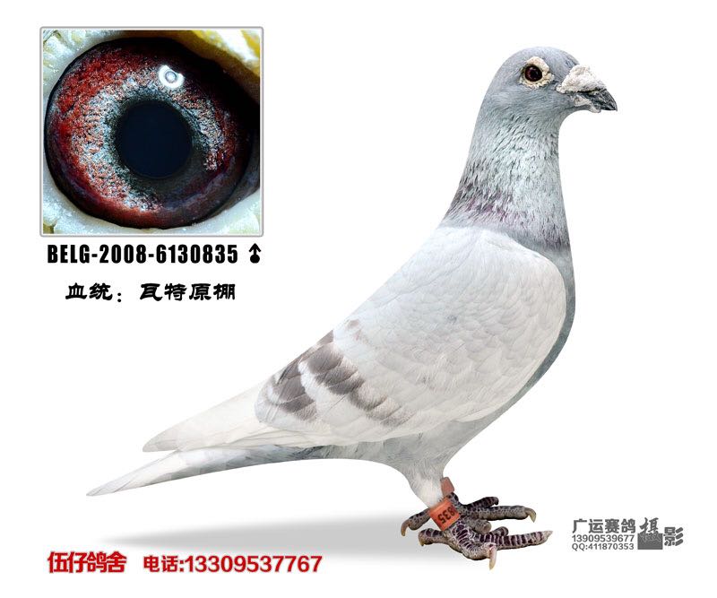 小红号家族