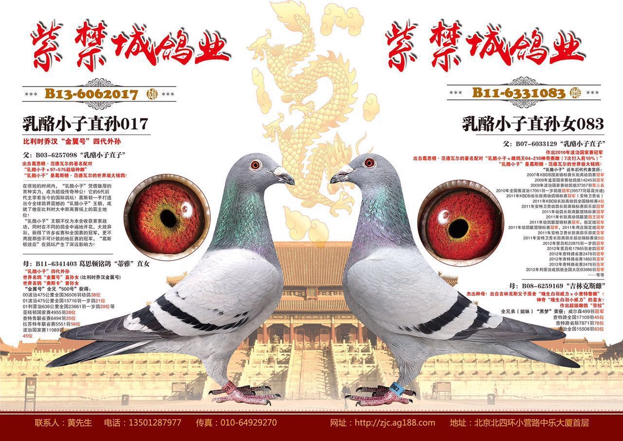 com爱鸽商城