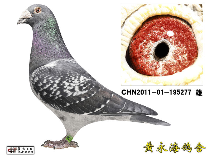 穆利门_黄永海鸽舍-中信网爱鸽商城