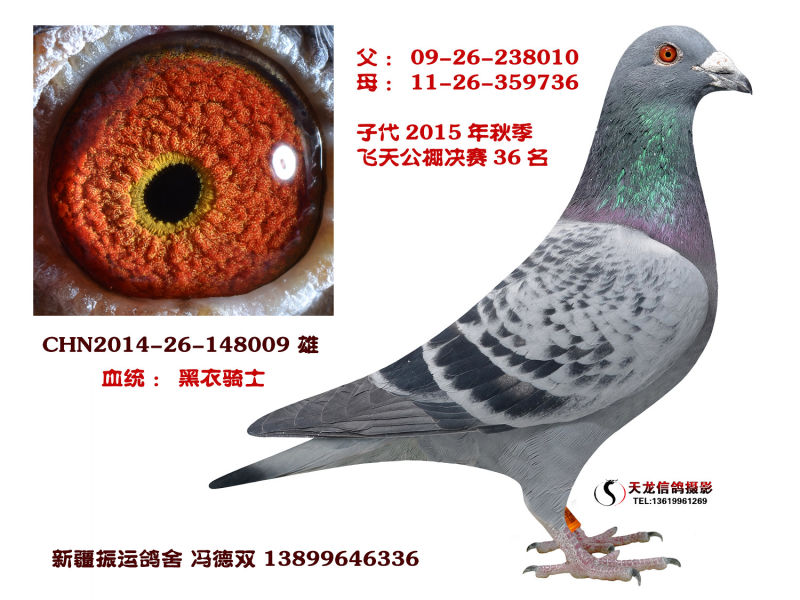 黑衣骑士_新疆振运鸽舍_ ag188.com爱鸽商城_中国信鸽