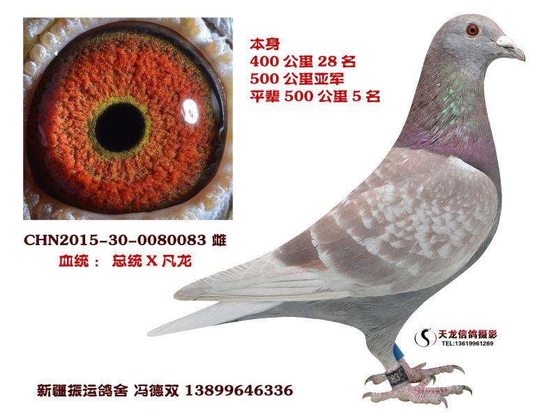振运083_新疆振运鸽舍_ ag188.com爱鸽商城_中国信鸽