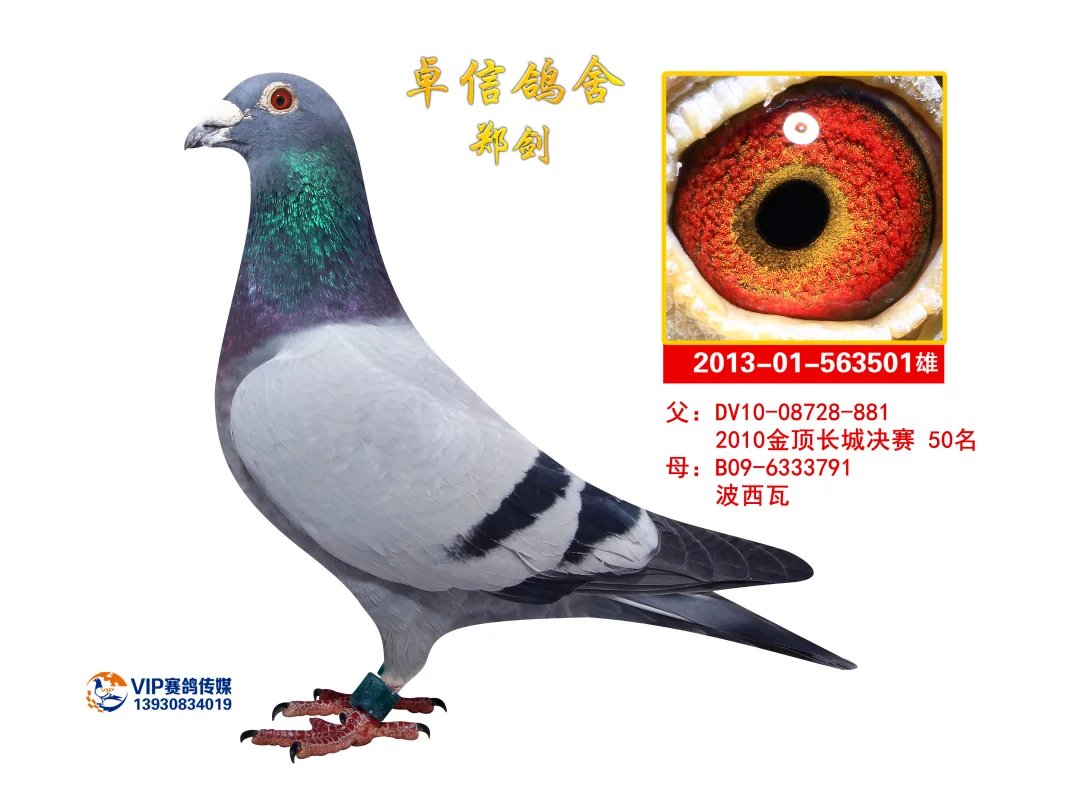 波西瓦 501
