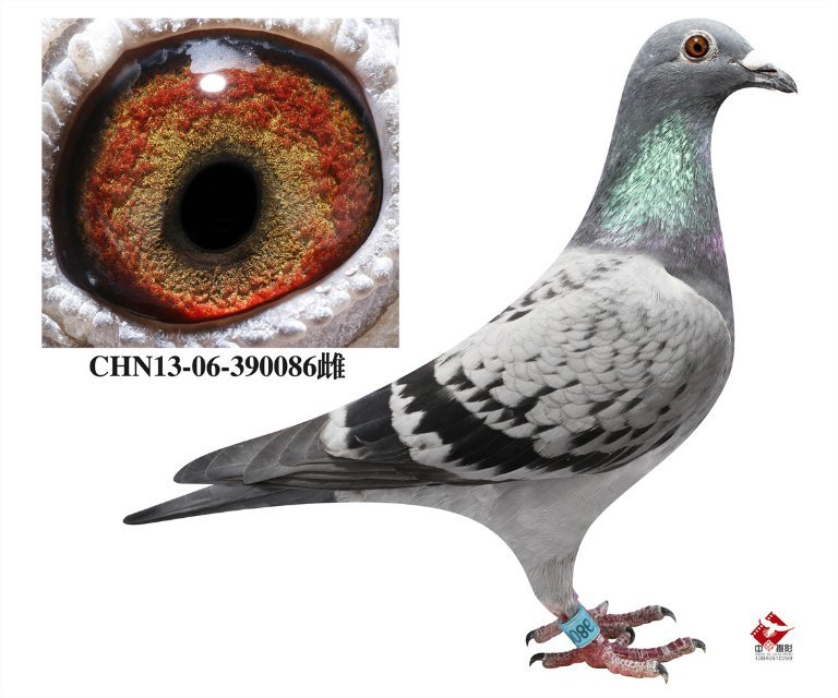 古铜目_圣达鸽舍-秦志_ ag188.com爱鸽商城_中国信鸽