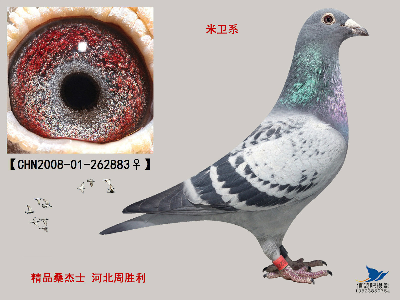 彼得米卫-河北周胜利-中信网爱鸽商城
