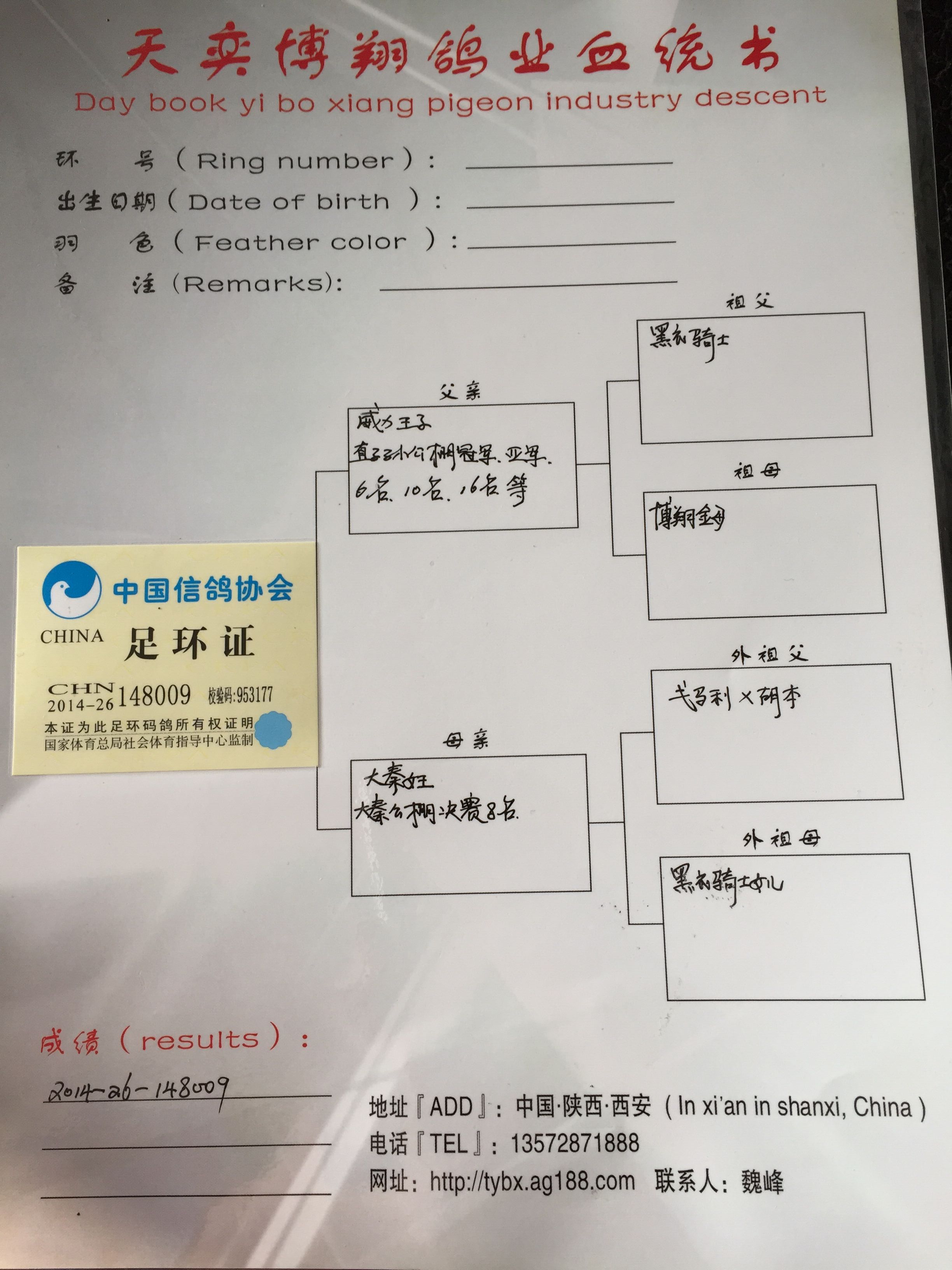 黑衣骑士_新疆振运鸽舍_ ag188.com爱鸽商城_中国信鸽