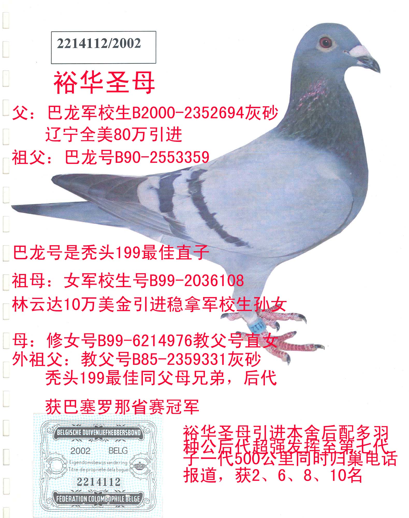 信鸽特征                  编 号: 202273                鸽 名