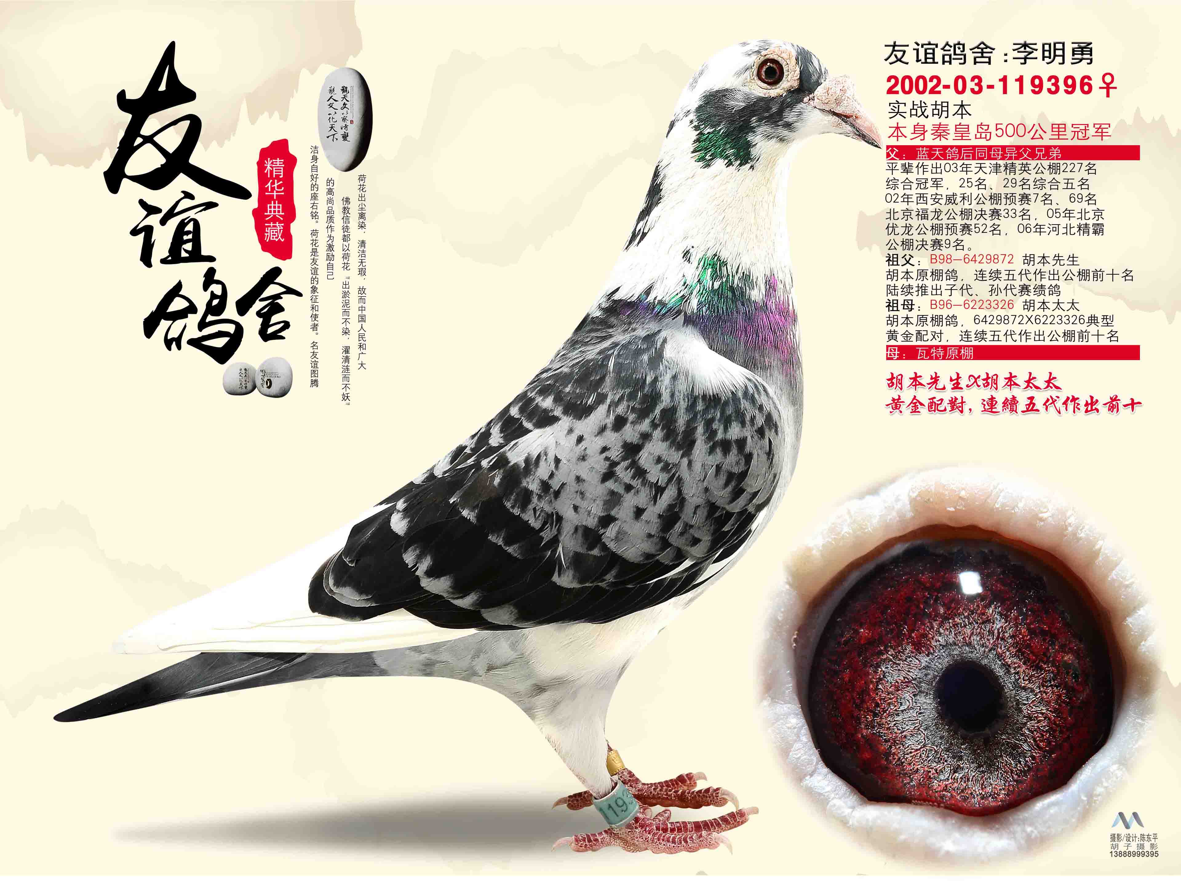 自由号_云南友谊鸽舍-中信网爱鸽商城