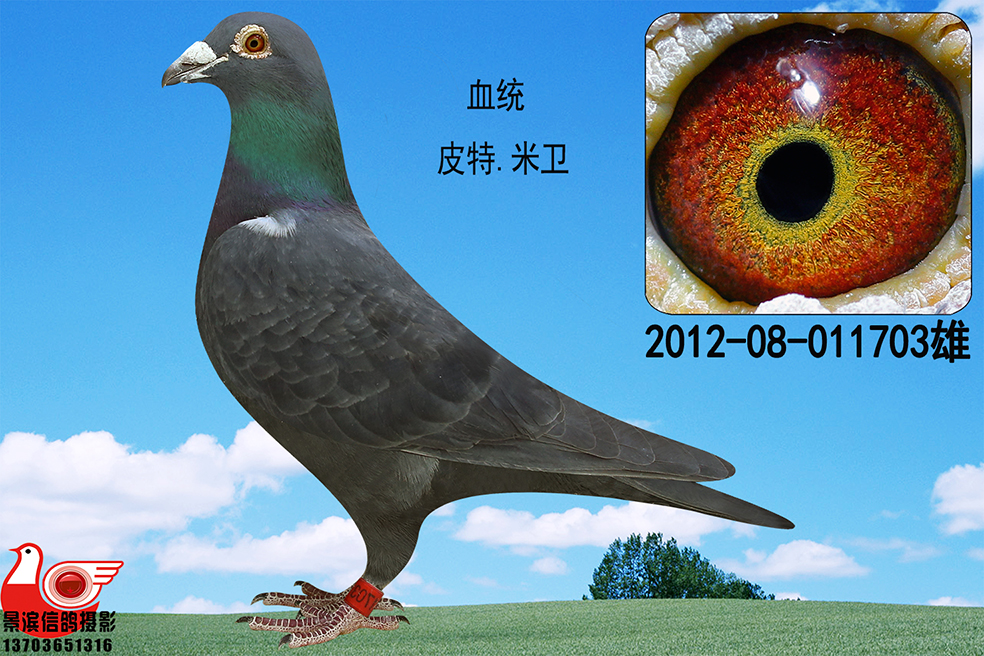 米卫-679_东方红_ ag188.com爱鸽商城_中国信鸽信息网