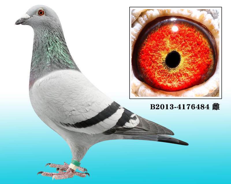 ¸׵ֱŮ484