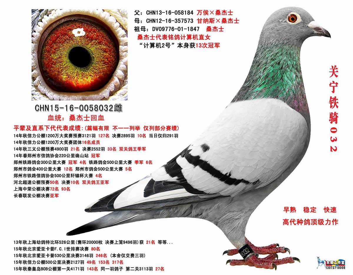 桑杰士 (已售出)_小李鸽舍雷霆家族-中信网爱鸽商城