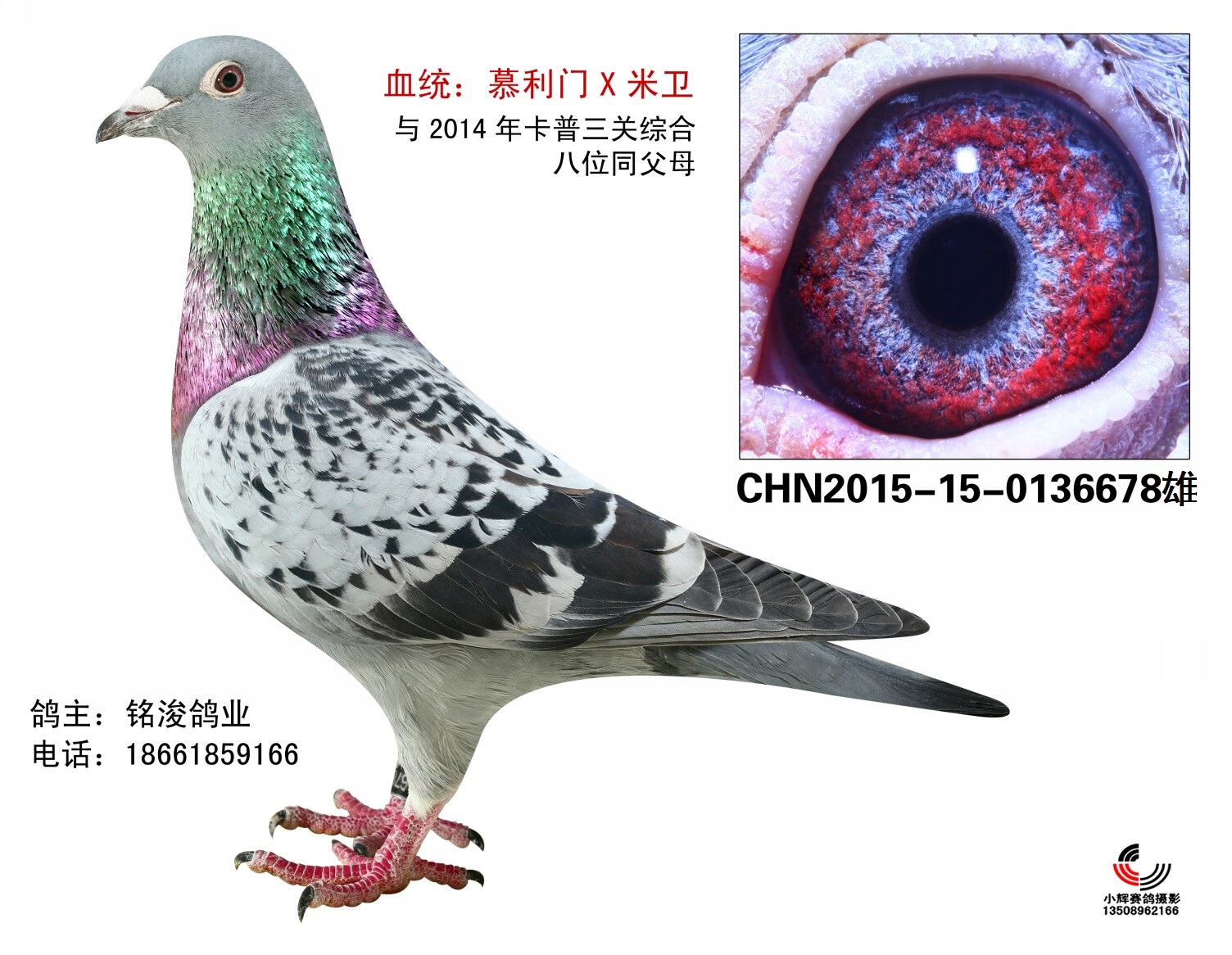 com爱鸽商城_中国信鸽信息网