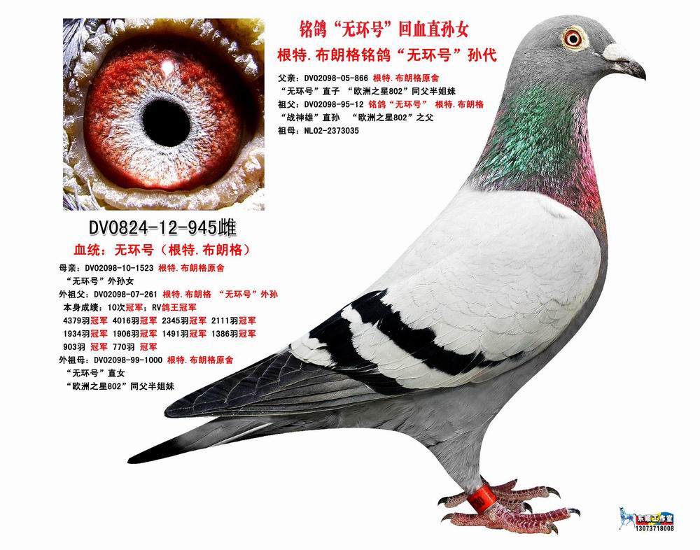 信鸽电子环怎么确定坏没坏 H44488784881.jpg