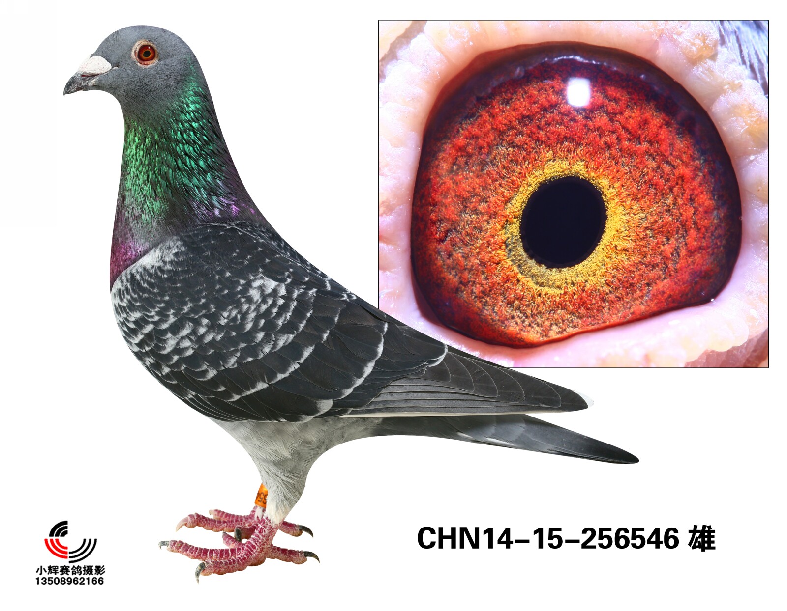 CHN14-15-256546