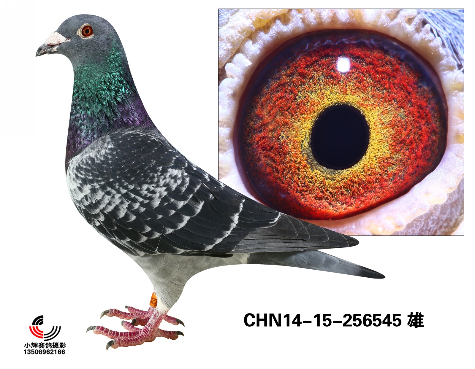CHN14-15-256545