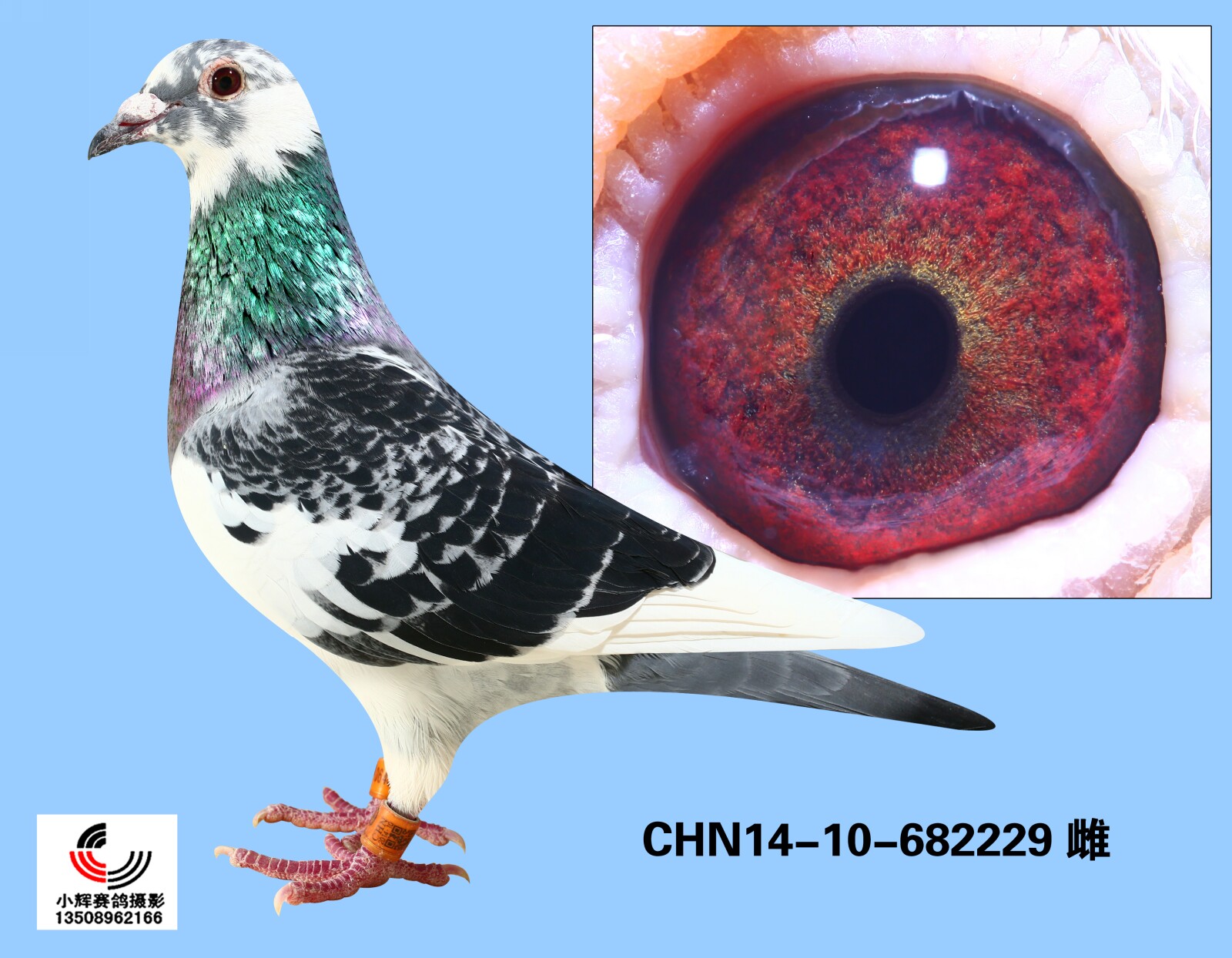 CHN14-10-682229