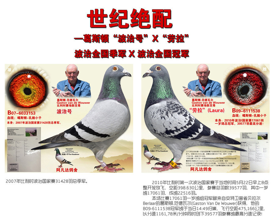 qq 鸽友圈 相关图片   信鸽特征                  编 号: 446131