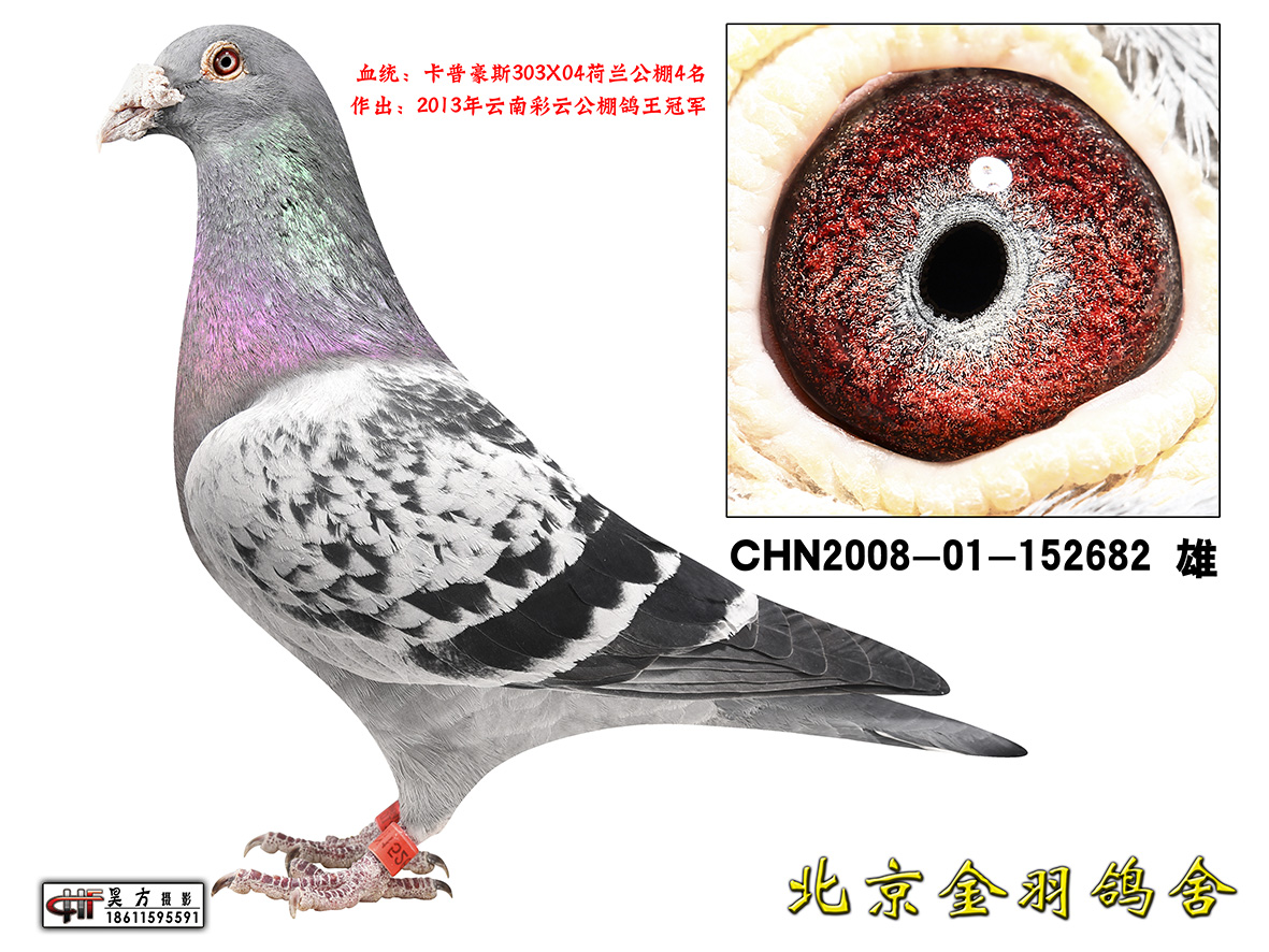 子代:彩云公棚鸽王冠军