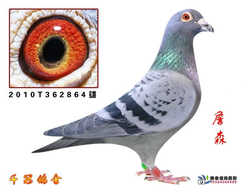 贝克詹森系_尹家将千冠种赛鸽舍_ ag188.com爱鸽商城