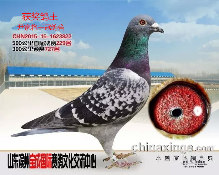 公棚成绩鸽