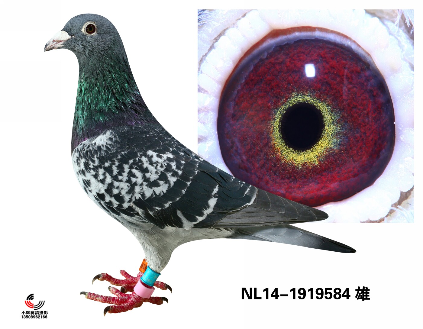 NL14-1919584