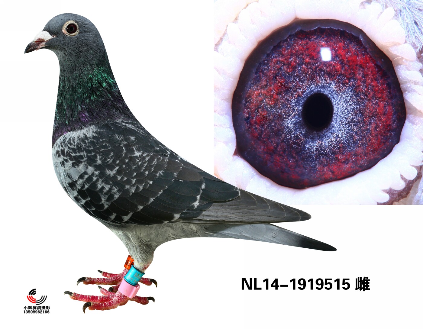 NL14-1919515