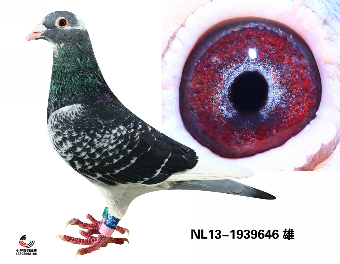 NL13-1939646