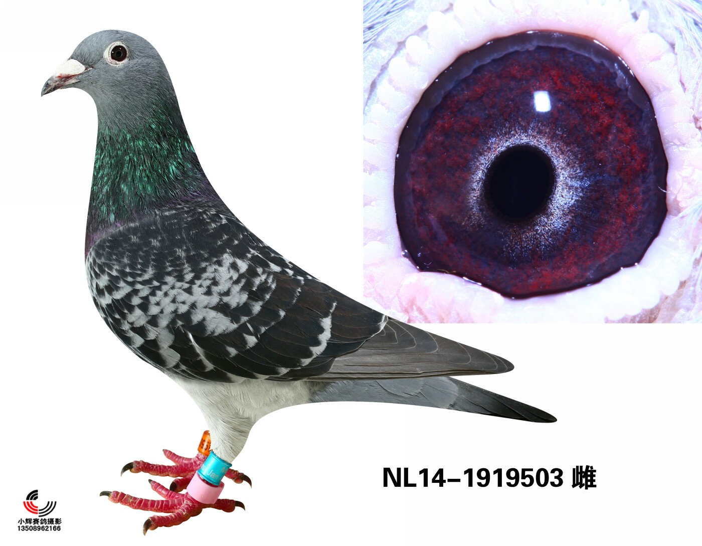NL14-1919503