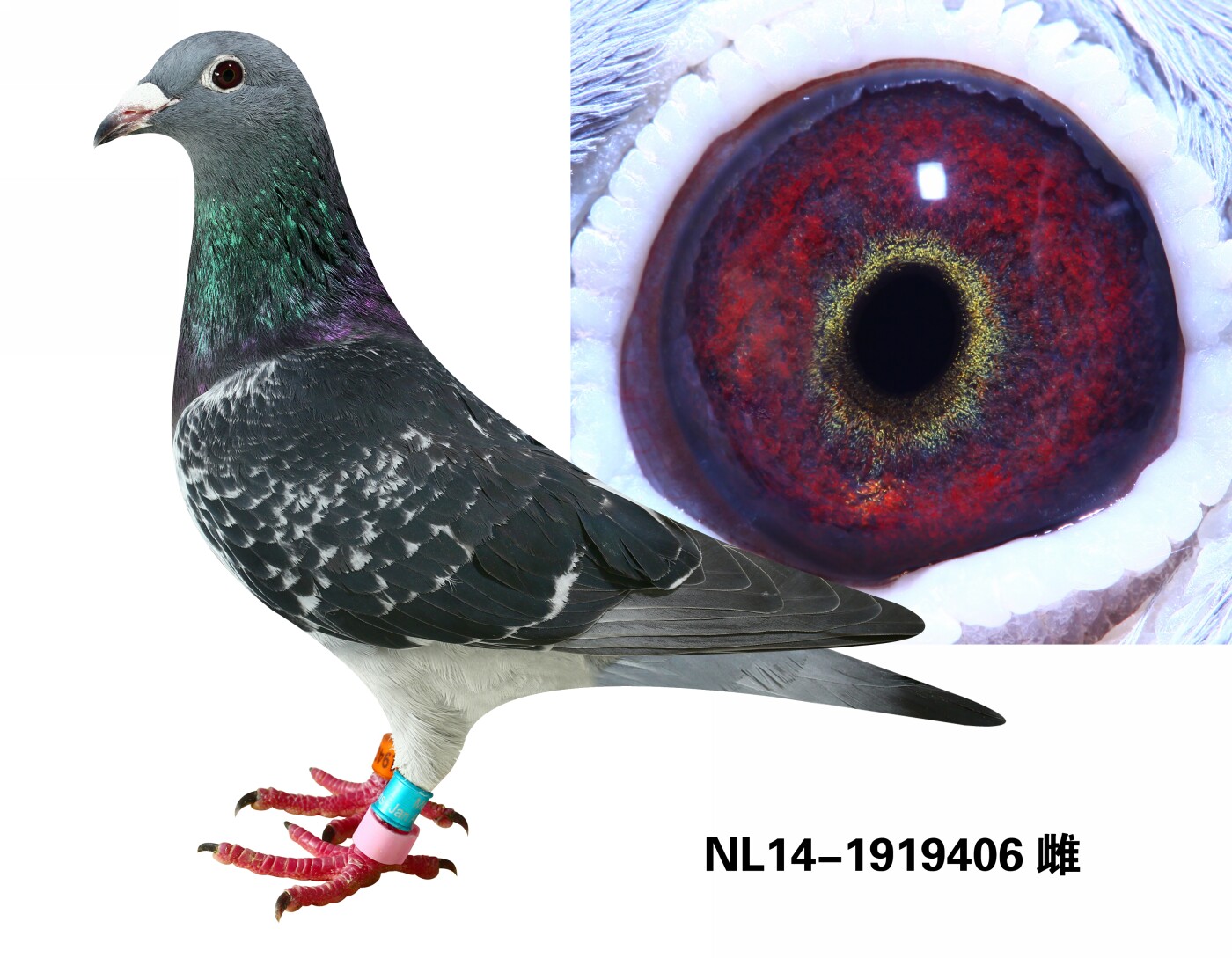 NL14-1919406