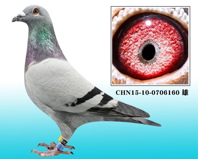 2015＾رȭh(hun)R܊