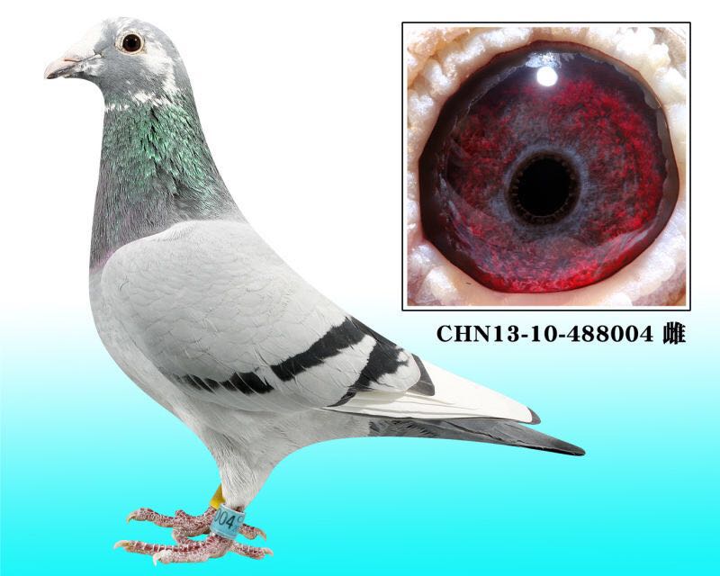 2015괺ǧ܊P(gun)܊