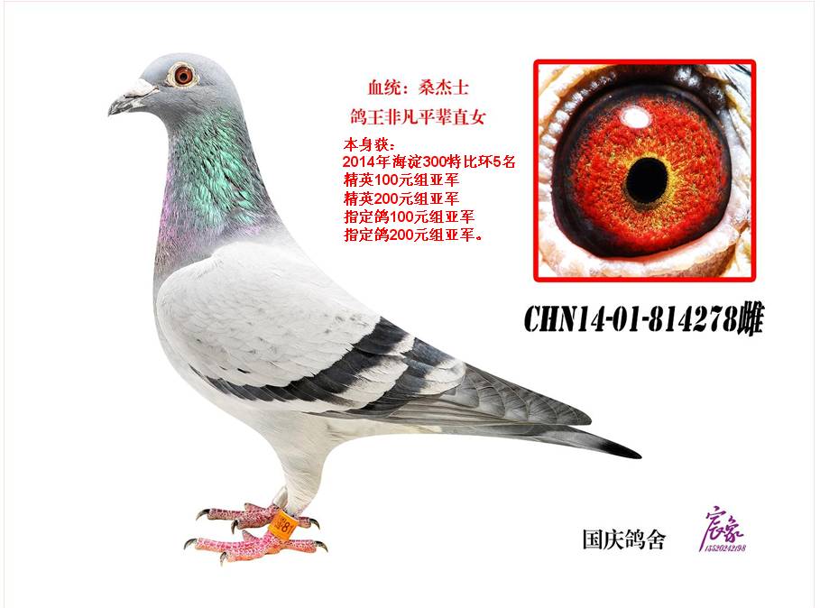 814278-北京闫国庆鸽舍-中信网爱鸽商城