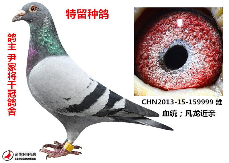 凡龙直子_尹家将千冠种赛鸽舍_ ag188.com爱鸽商城