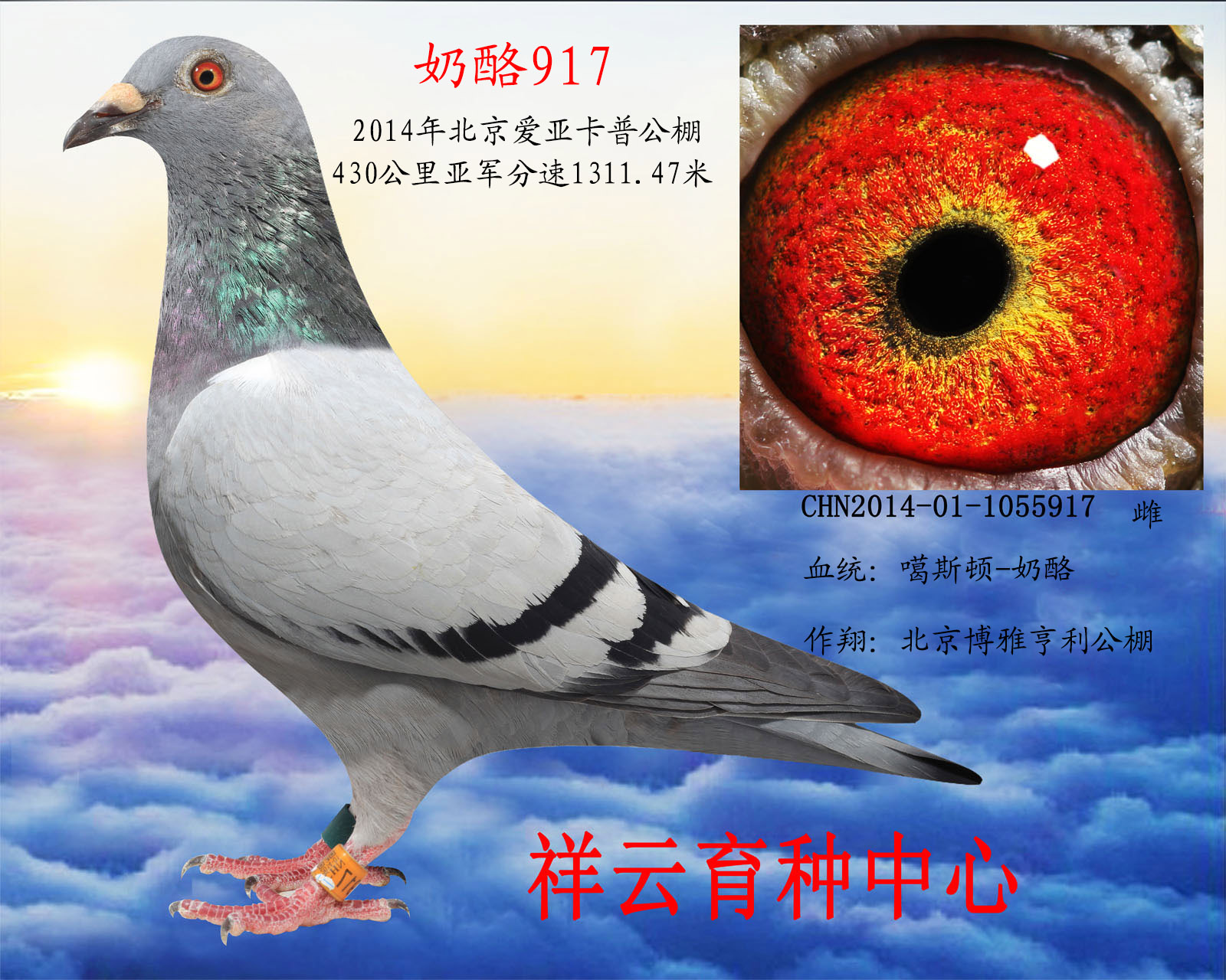 奶酪917(仅供欣赏)_祥云育种中心-中信网爱鸽商城