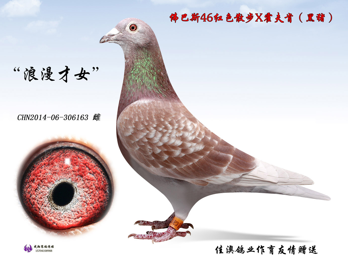 霍夫肯(黑猪)