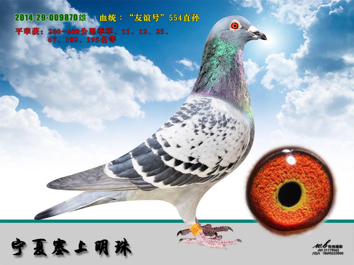 盖斯彼得斯14名_宁夏塞上明珠鸽业_ ag188.com爱鸽