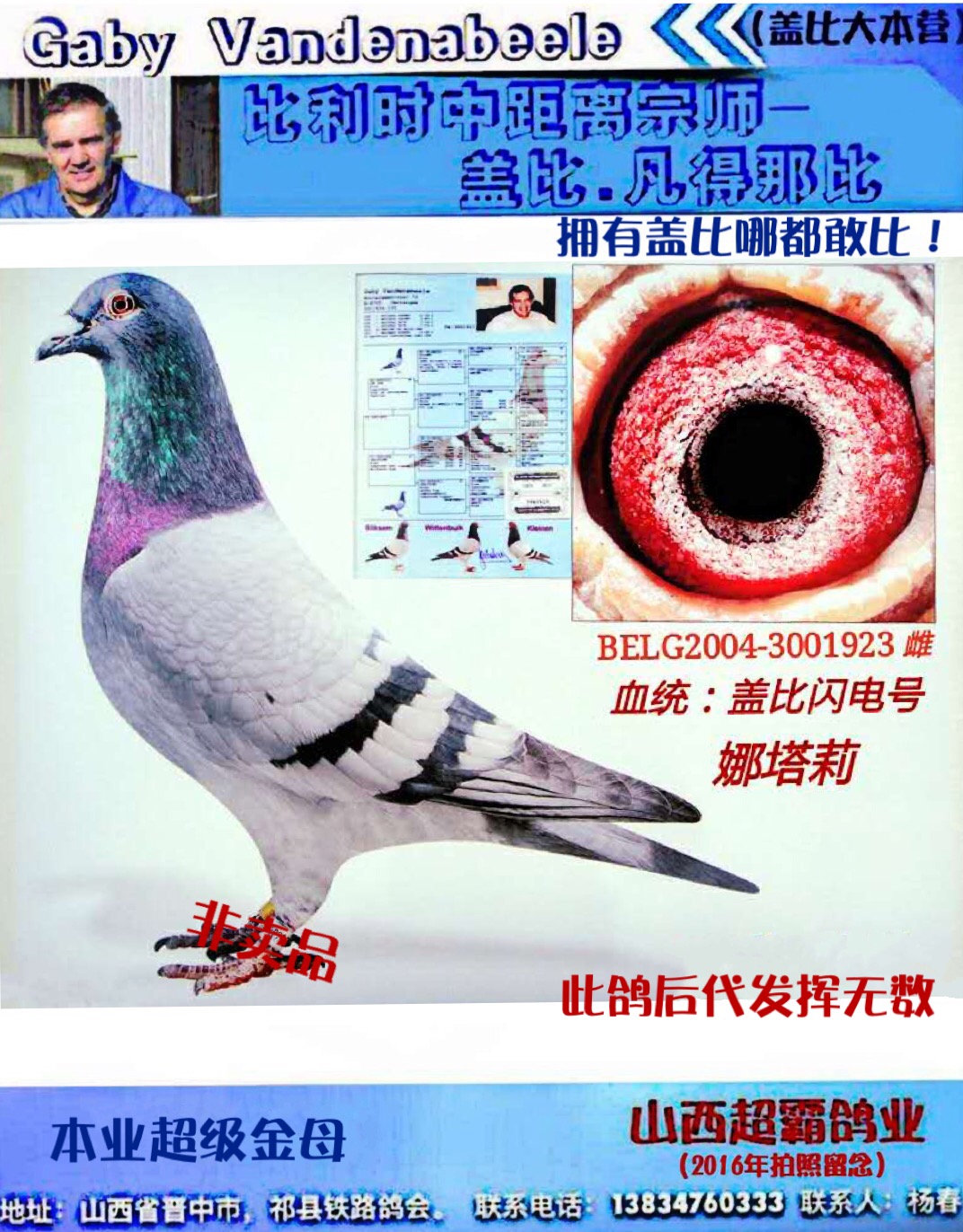 盖比闪电号_山西超霸鸽业_ag188.com爱鸽商城_中国