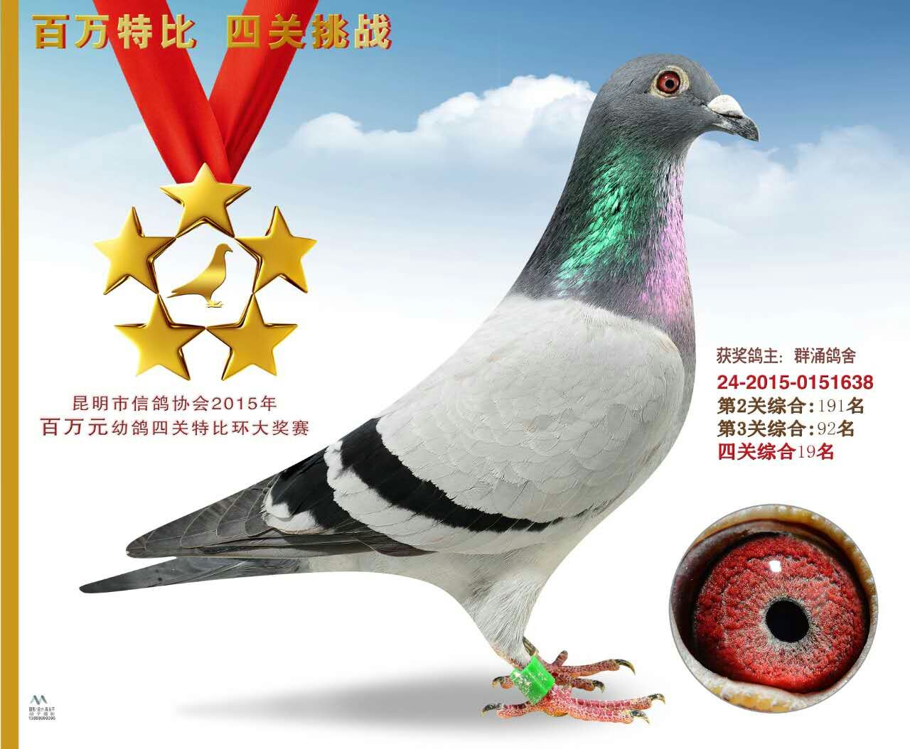 信鸽特征