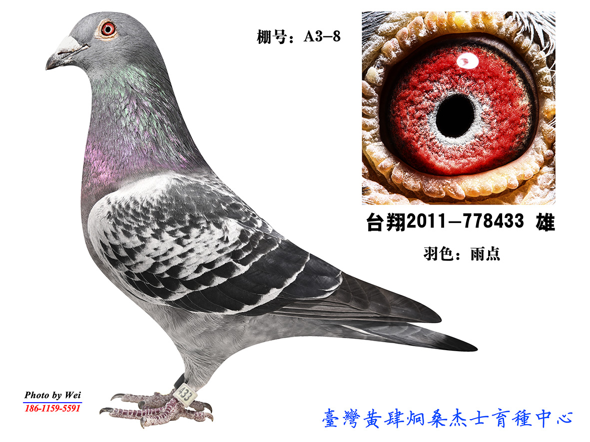 您要找的台湾黄肆炯桑杰士展厅服务时间已到期