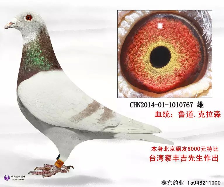 台湾强豪蔡丰吉实战种鸽
